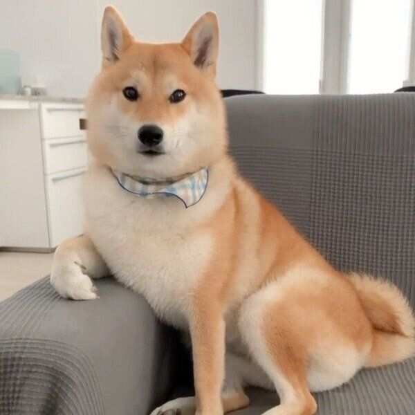 見つめる味噌ちゃん