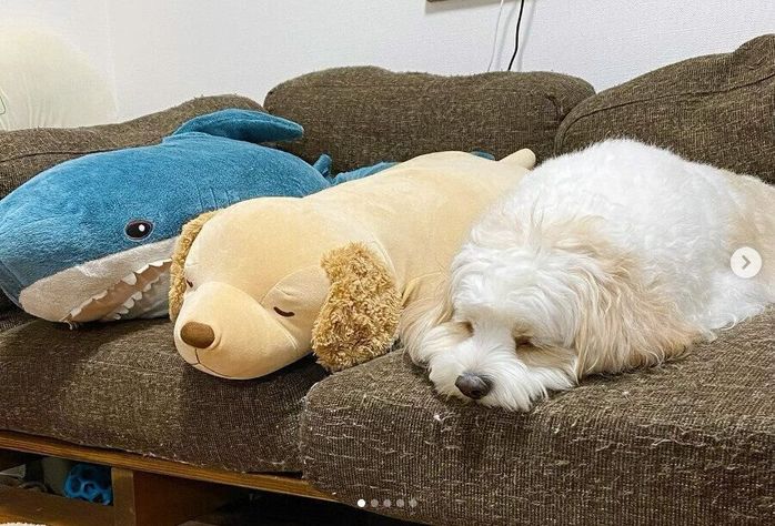 ぬいぐるみと並ぶアンディーくん