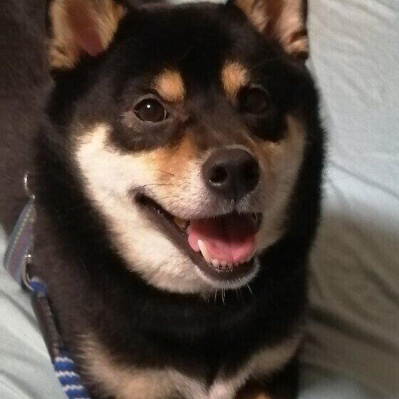 笑顔の柴犬