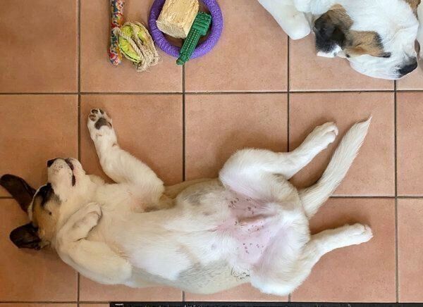 ヘソ天するドーンくん