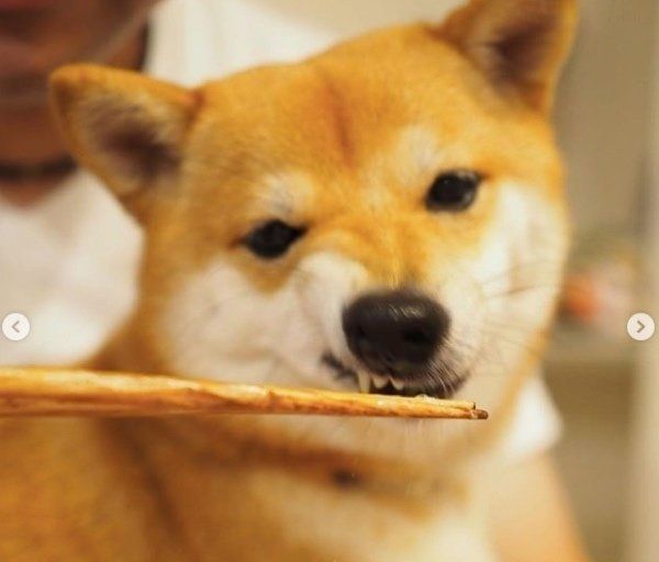 豆柴のにこちゃん