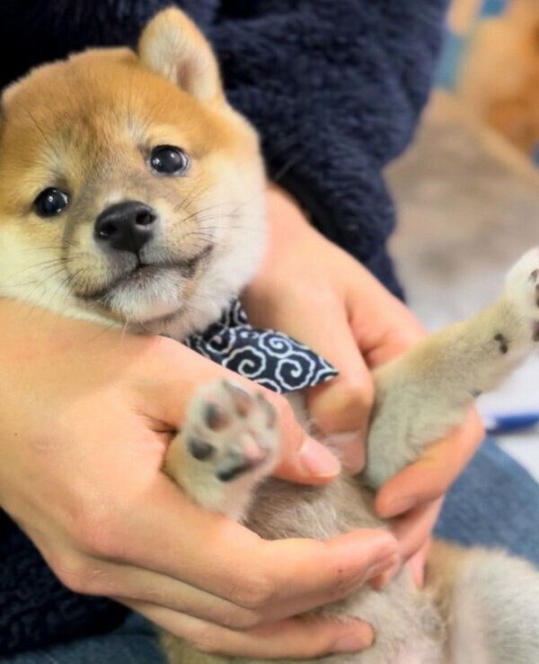ヘソ天の練習をするイチローくん