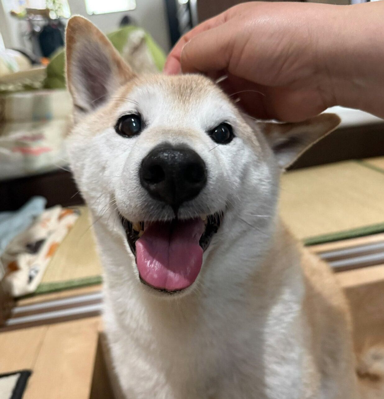 笑顔が可愛い福丸くん