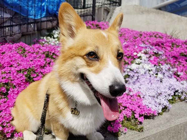 散歩するコーギー