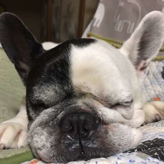 熟睡するフレンチ・ブルドッグ