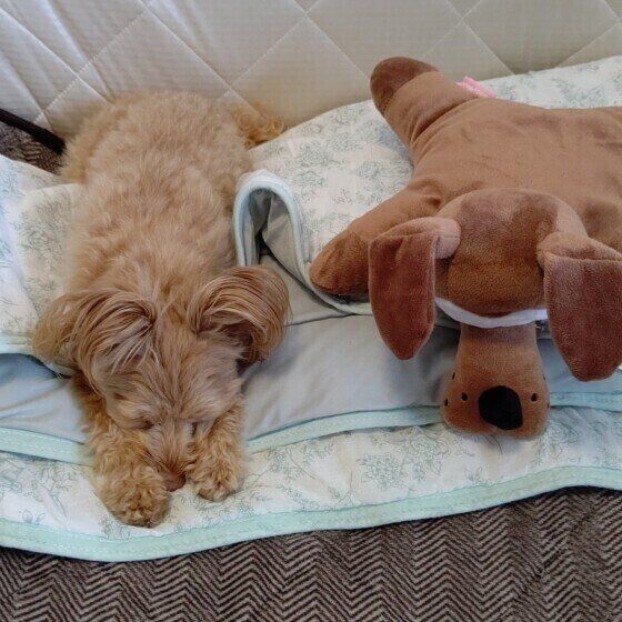 MIXのあんずちゃん