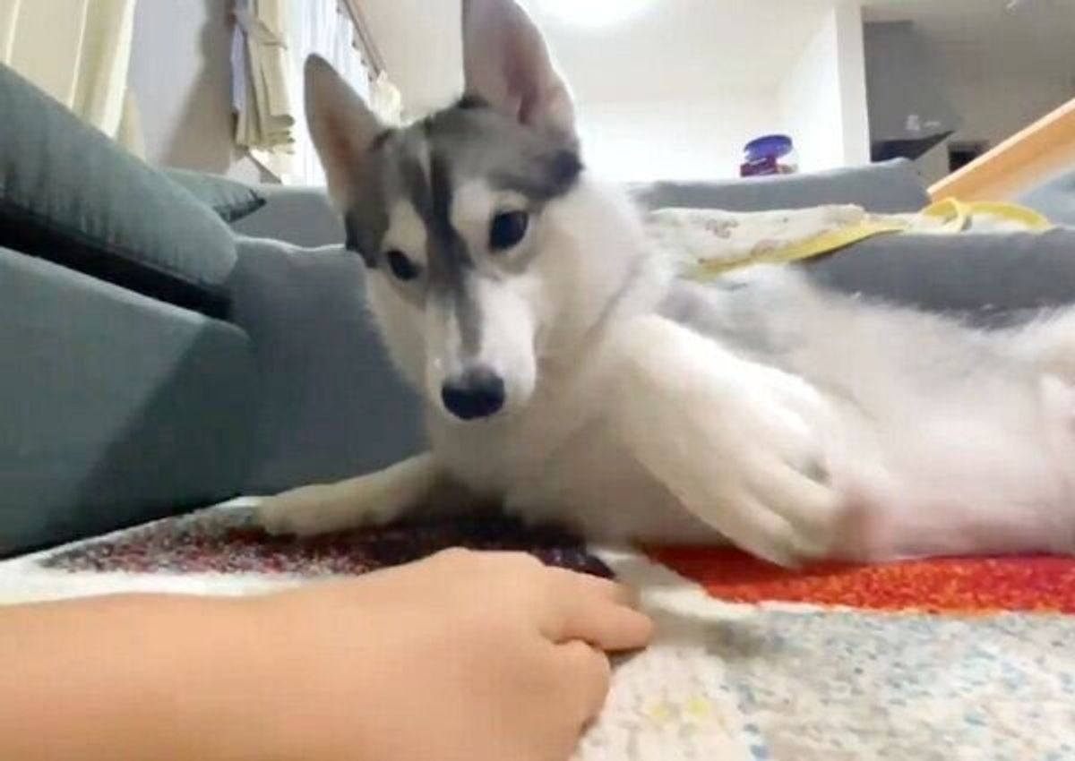 いつまで続くの ハスキーが見せる エンドレスお手 の可愛さがスゴい いぬのきもちweb Magazine いつまで続くの ハスキーが見せる エンドレスお手 の可愛さがスゴい いぬのきもちweb Magazine