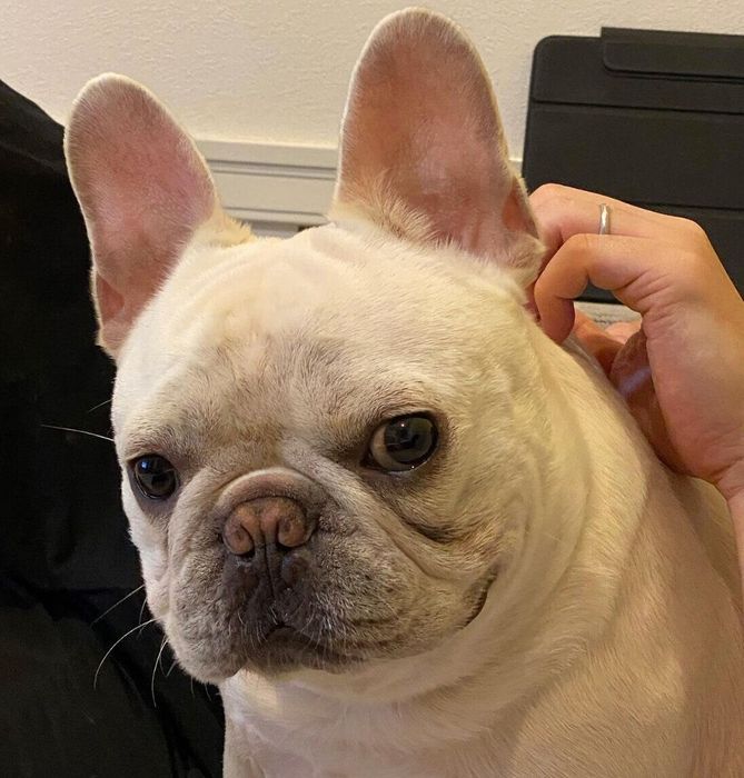 人が大好き!少しやんちゃなぱむたろうくん