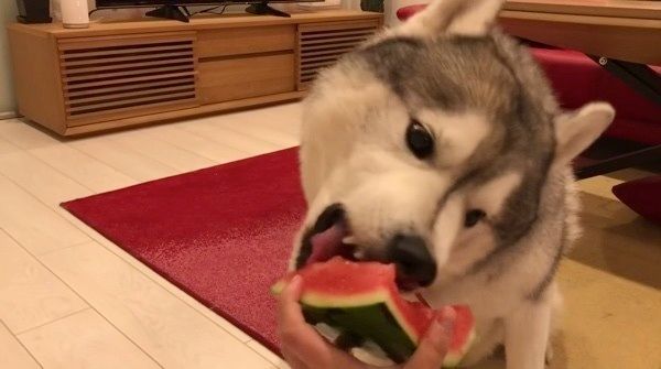 スイカを食べるシベリアン・ハスキー