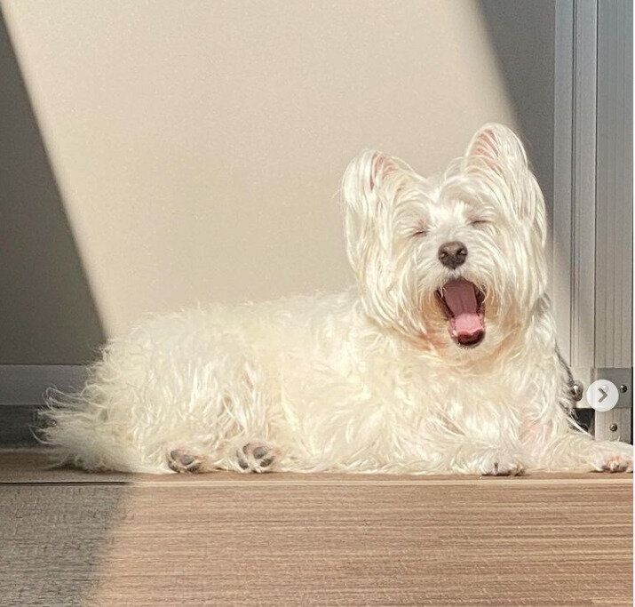 あくびをする八二丸ちゃん