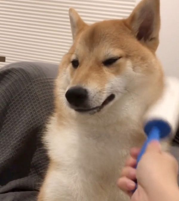 マッサージしてもらう柴犬