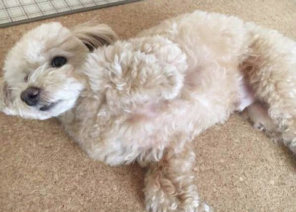 信頼 服従だけじゃない 愛犬がおなかを見せるときの心理がかわいい いぬのきもちweb Magazine