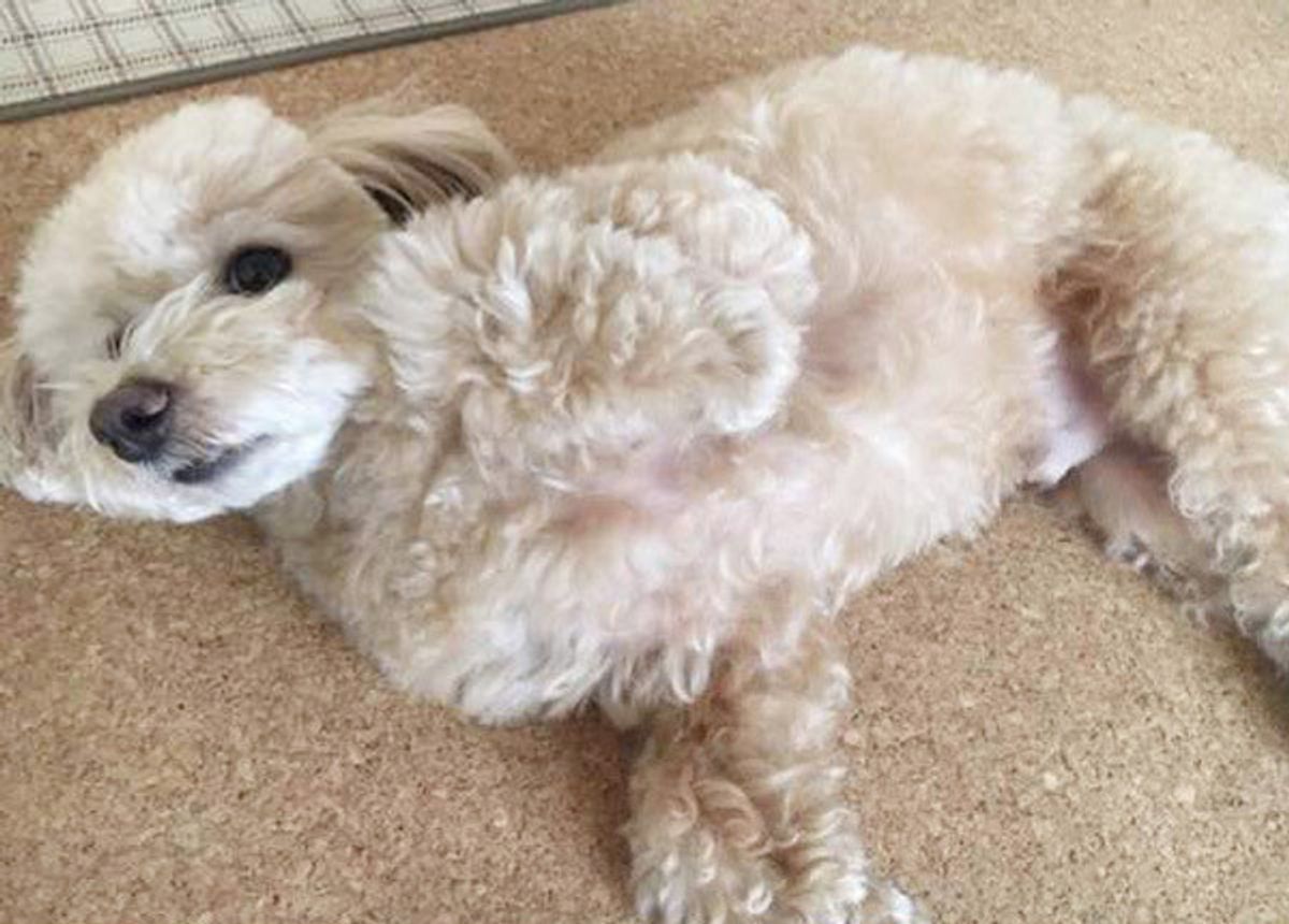 信頼 服従だけじゃない 愛犬がおなかを見せるときの心理がかわいい いぬのきもちweb Magazine 信頼 服従だけじゃない 愛犬がおなかを見せるときの心理がかわいい いぬのきもちweb Magazine