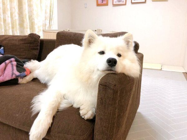 まったりするサニーちゃん