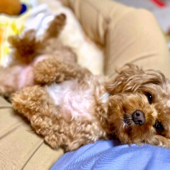 Mix（小型犬）のピノくん♪