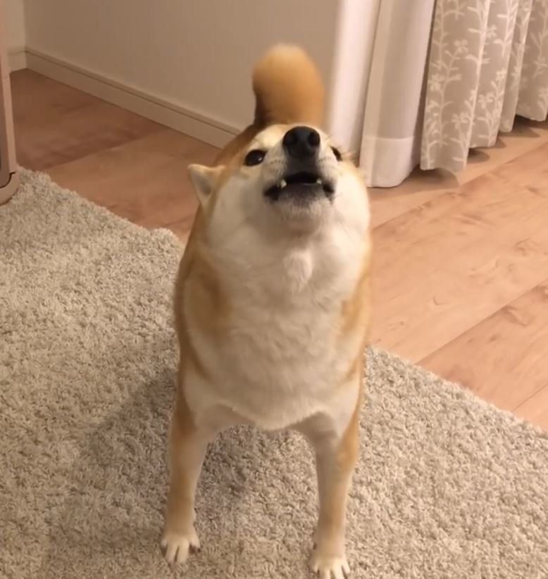 歌う柴犬