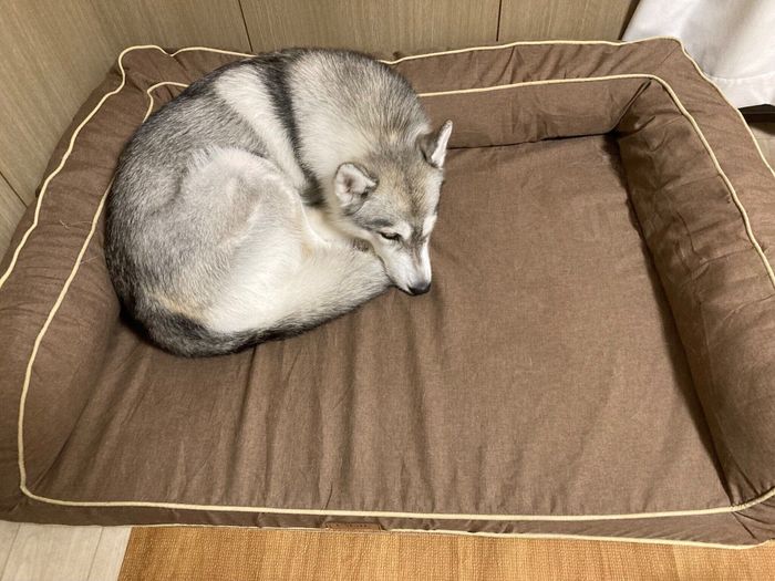 丸くなって眠るみぞれちゃん