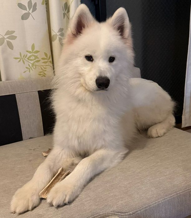 キリッとした表情をするうるるくん