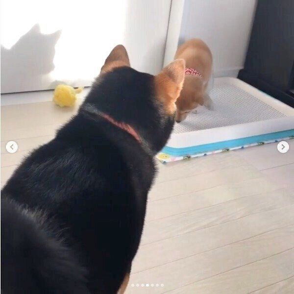 つくねちゃんを見守るごまちゃん