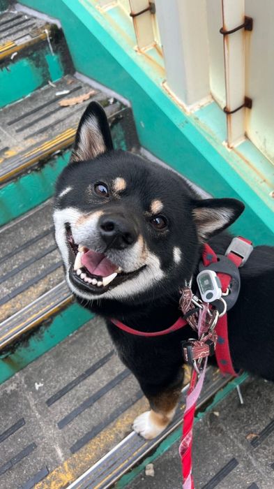 階段をのぼる柴犬