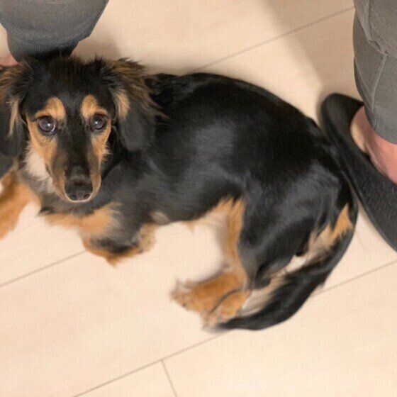 足元でくつろぐミニチュア・ダックスフンド（メス）