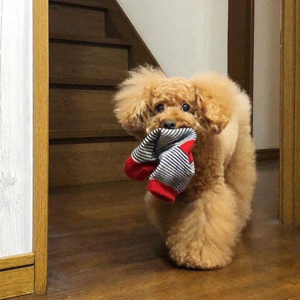 靴下を盗むトイ・プードル