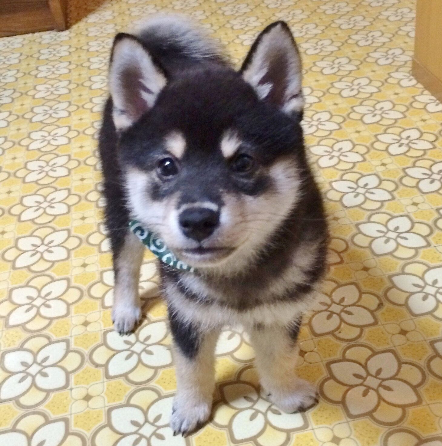 生後2カ月のころに撮影したヤチちゃん。