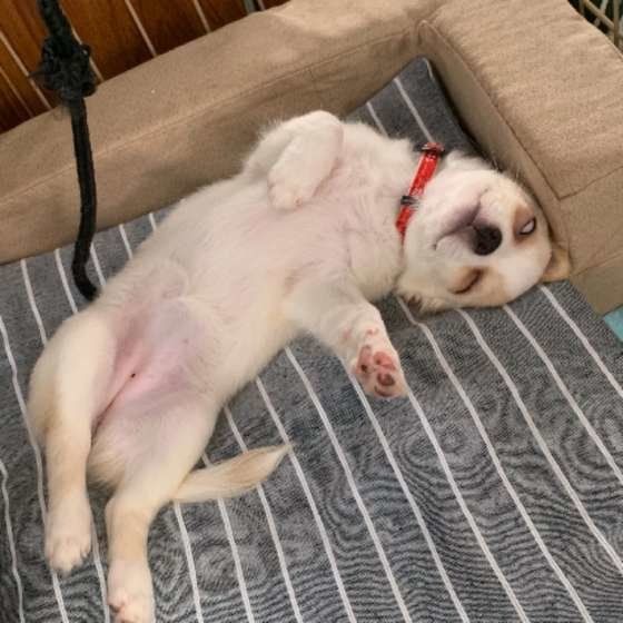 ヘソ天で寝るチワワ