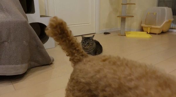 のんびりする猫