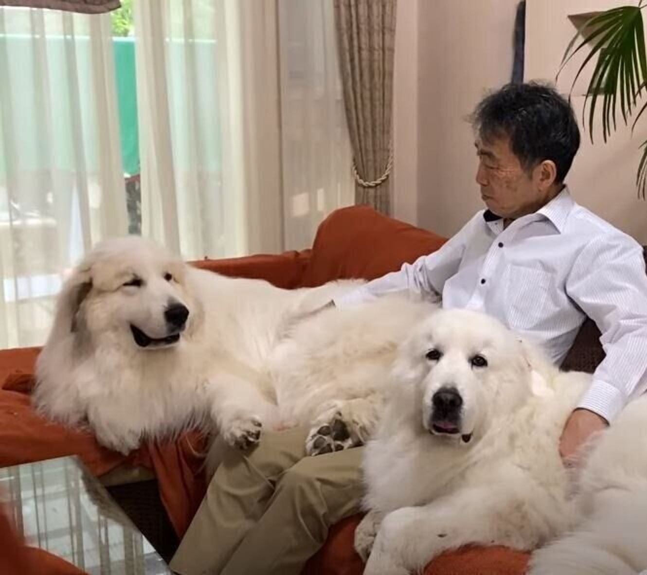 雨でお散歩に行けない日 おうちの中でお父さんにべったり甘える2頭の大型犬 いぬのきもちweb Magazine 雨でお散歩に行けない日 おうちの中でお父さんにべったり甘える2頭の大型犬 いぬのきもちweb Magazine