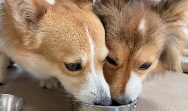 同じ器で飲むせこむちゃん、うりちゃん