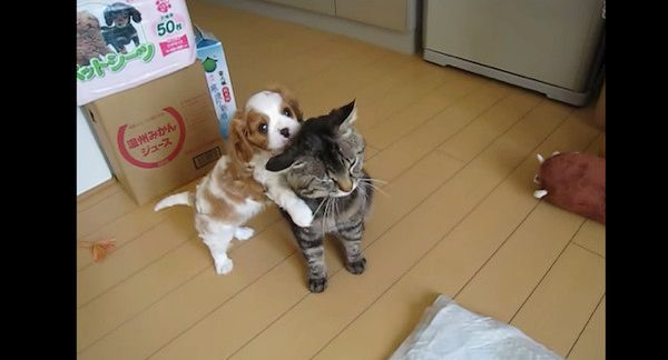 ノラ猫が好きすぎるキャバリア