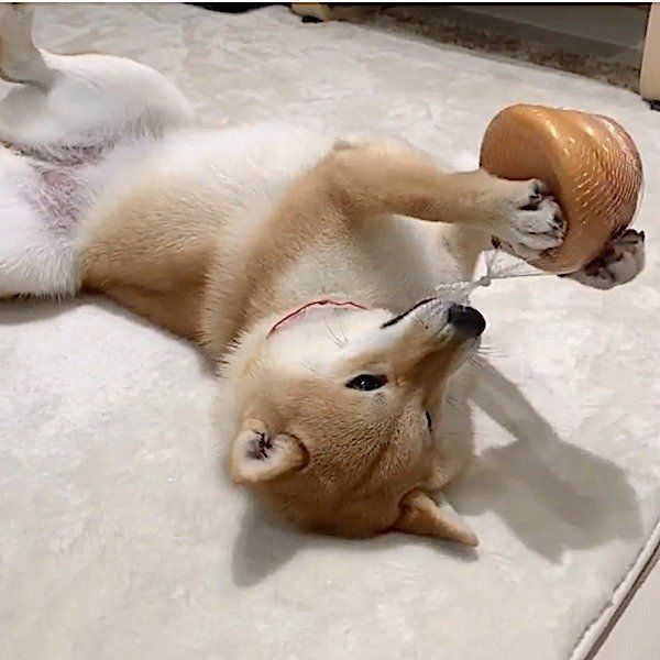 おもちゃで遊ぶ柴犬