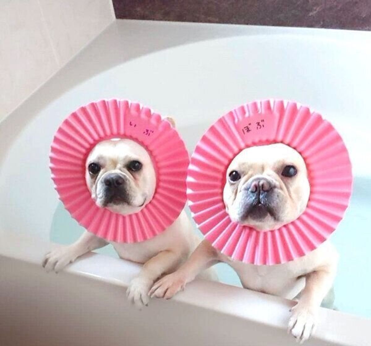 人気のフレブルコンビに3匹の赤ちゃん誕生 9カ月経過した今の 大家族 の日常に迫る いぬのきもちweb Magazine 人気のフレブルコンビに3匹の赤ちゃん誕生 9カ月経過した今の 大家族 の日常に迫る いぬのきもちweb Magazine