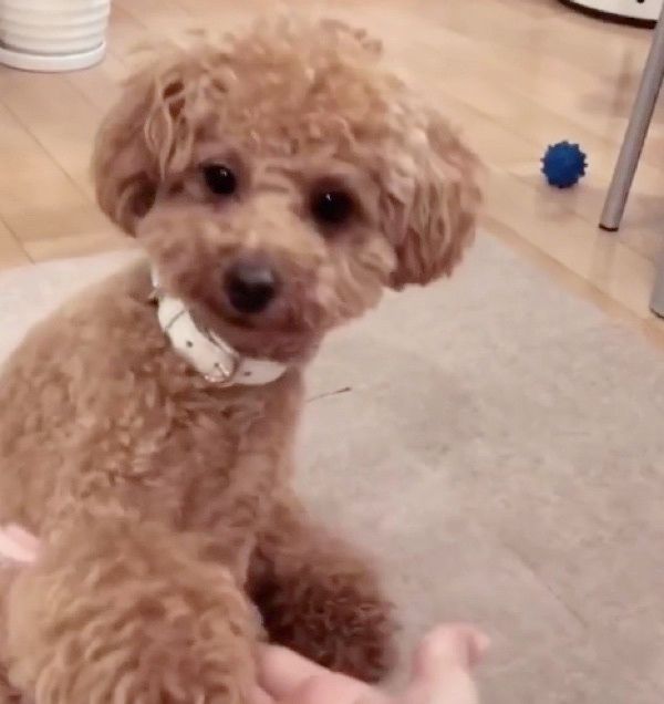 見つめるトイ・プードル