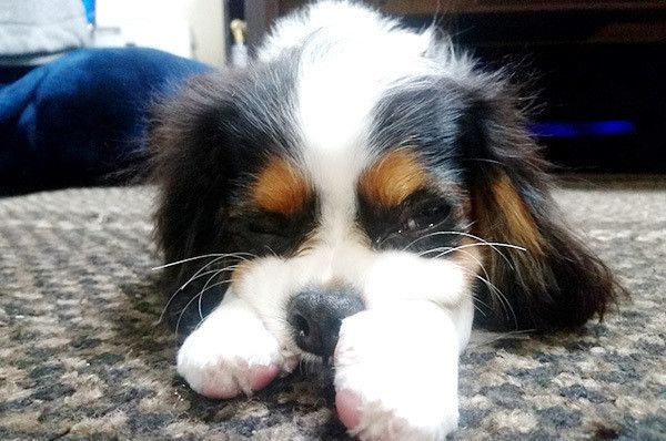 見つめるキャバリア・キング・チャールズ・スパニエル