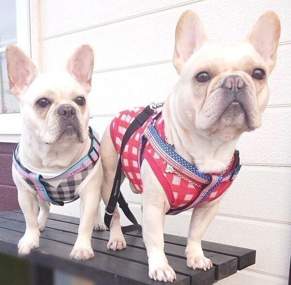 仲良しなボブくんとイブちゃん