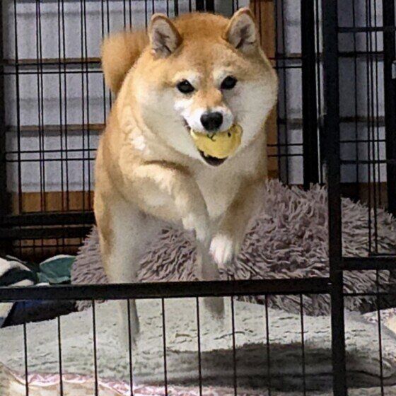 おもちゃをくわえながらジャンプ！ 