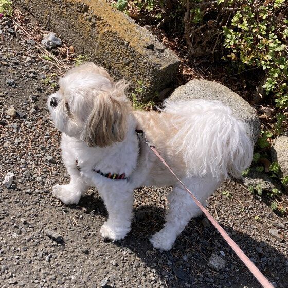 小型犬のコタロウくん