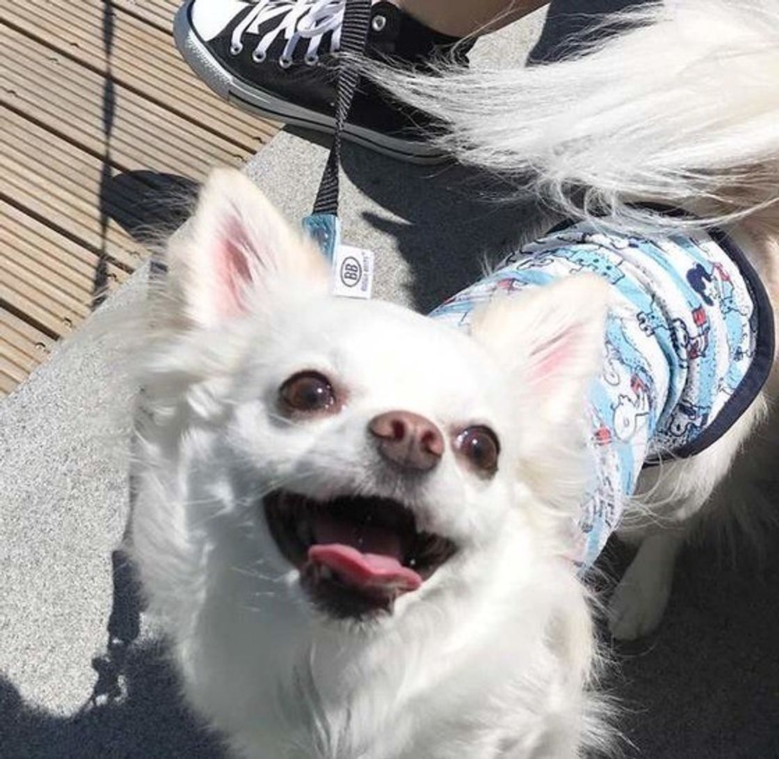 犬の世界も いじめ はあるの 多頭飼いで起こりうる原因や心身への影響 いぬのきもちweb Magazine 犬の世界も いじめ はあるの 多頭飼いで起こりうる原因や心身への影響 いぬのきもちweb Magazine