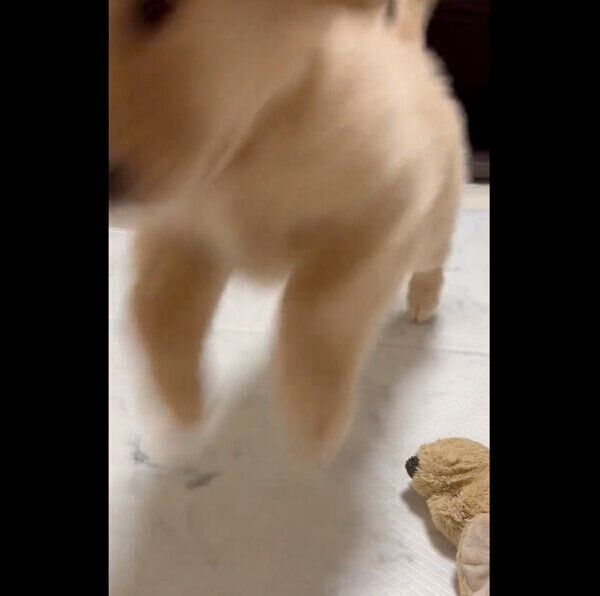 兄犬に飛びかかる、つゆちゃん