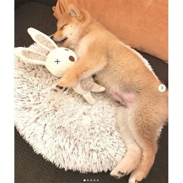 うさぎのぬいぐるみを抱えるこたろうくん