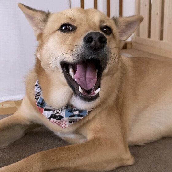 犬が室内で隠れる理由とは 「名前を呼んでも出てこない」「狭いところにずっといる」のはなぜ？ いぬのきもち