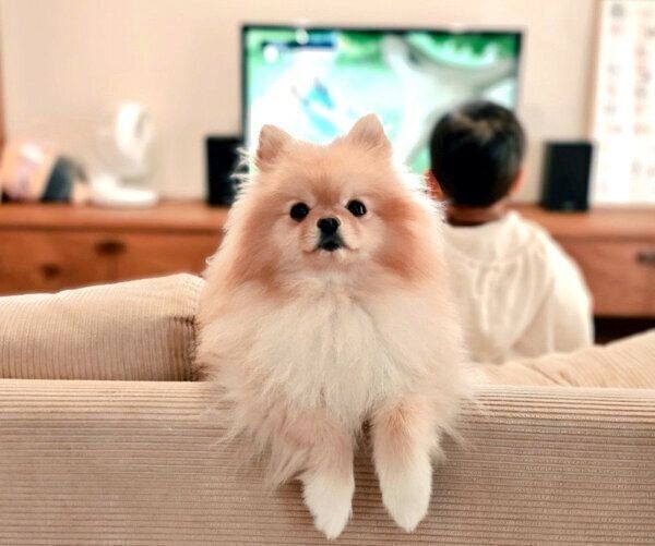 ソファでくつろぐぽぽちゃん