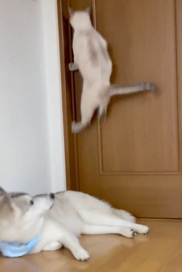 ジャンプするしゃちくんを見つめるユキちゃん