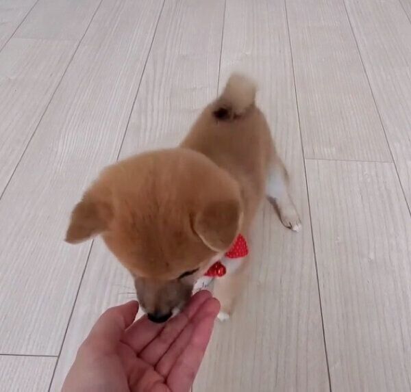 「マテ」の練習をするあまちゃん