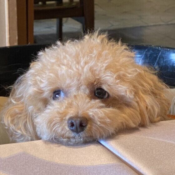 ごはん待ち顔のミロちゃん