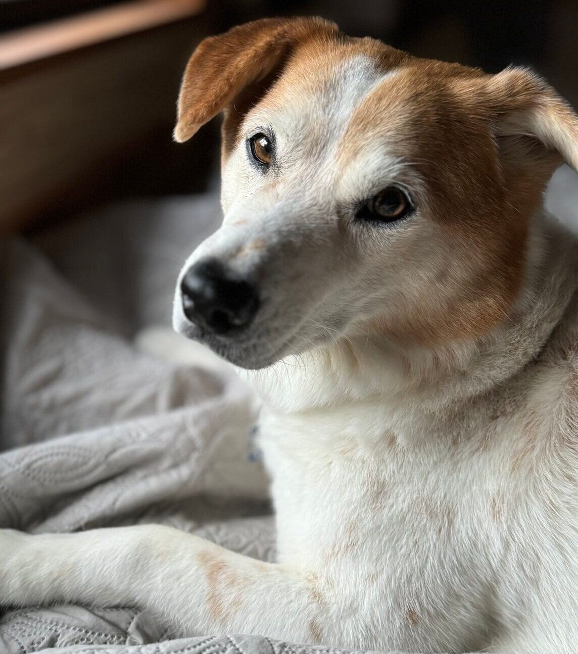 飼い主さんのほうを振り向くムサシくん