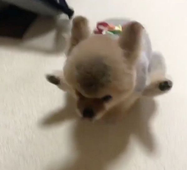 お尻歩きをするチワワ