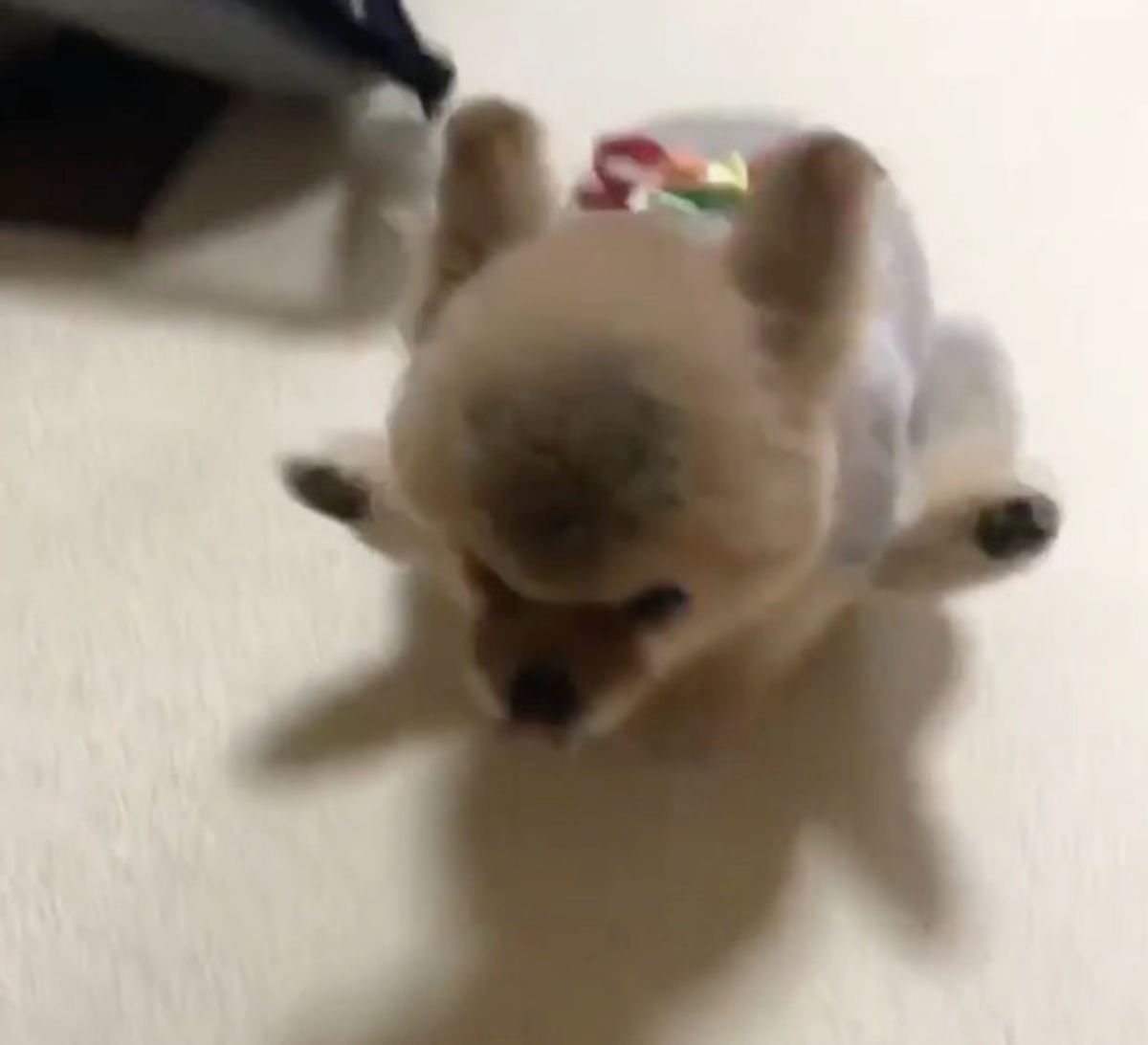 ポメちゃんがトリミング後に必ずする 謎行動 に反響 いぬのきもちweb Magazine ポメちゃんがトリミング後に必ずする 謎行動 に反響 いぬのきもちweb Magazine